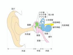 前庭神経イラスト｜無料イラスト・フリー素材なら「イラストAC」